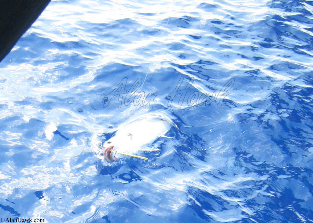 2020 Daiwa Saltiga Review - AlanHawk.com