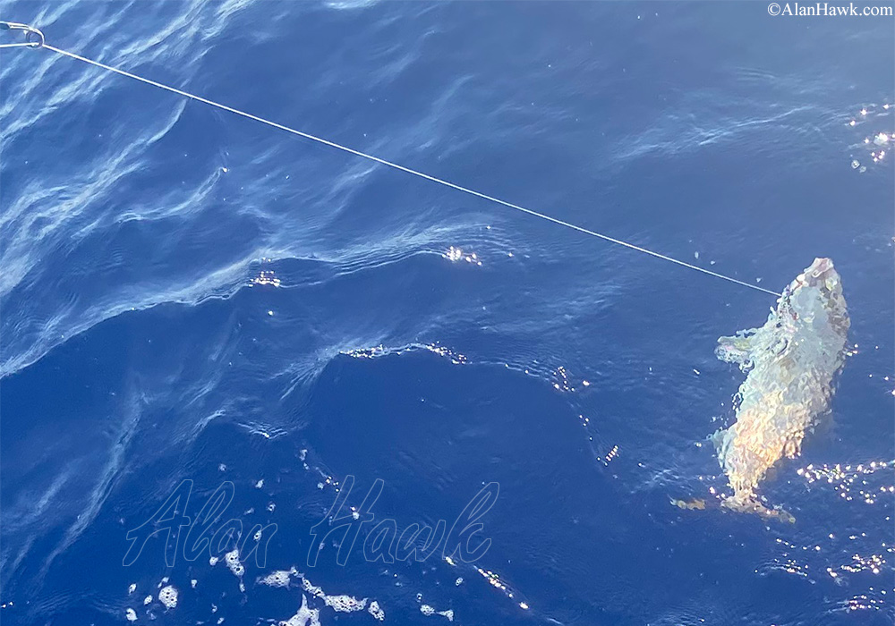 2020 Daiwa Saltiga Review - AlanHawk.com