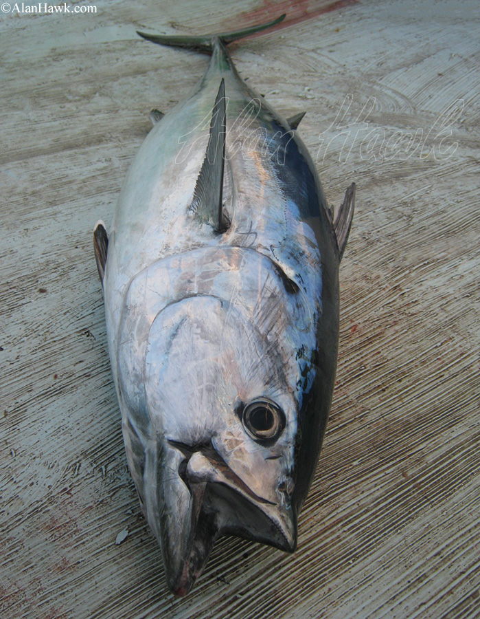 2020 Daiwa Saltiga Review - AlanHawk.com