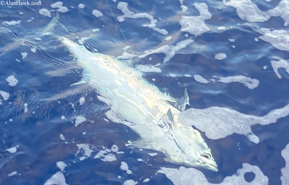 2020 Daiwa Saltiga Review - AlanHawk.com