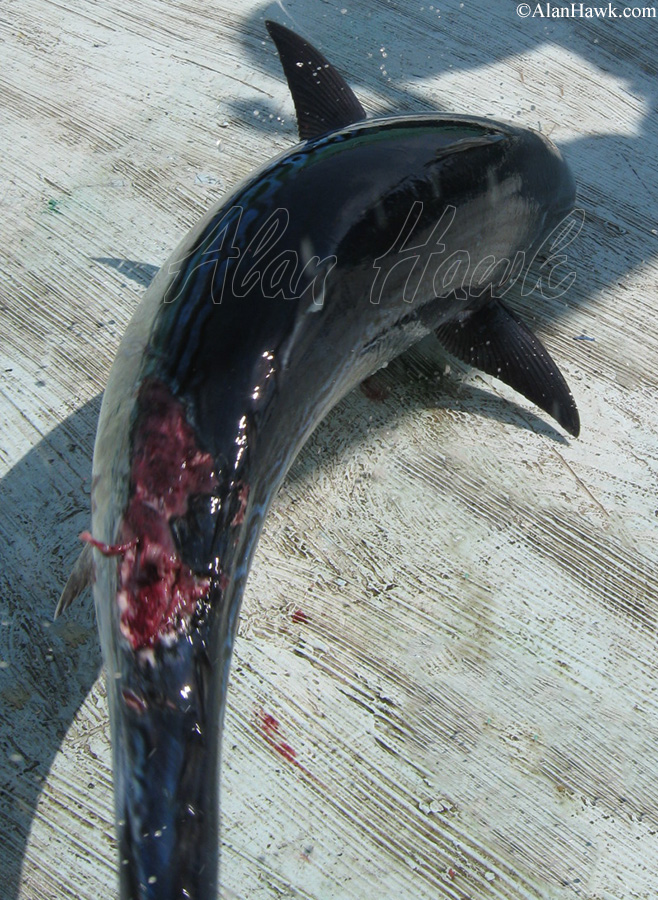 2020 Daiwa Saltiga Review - AlanHawk.com