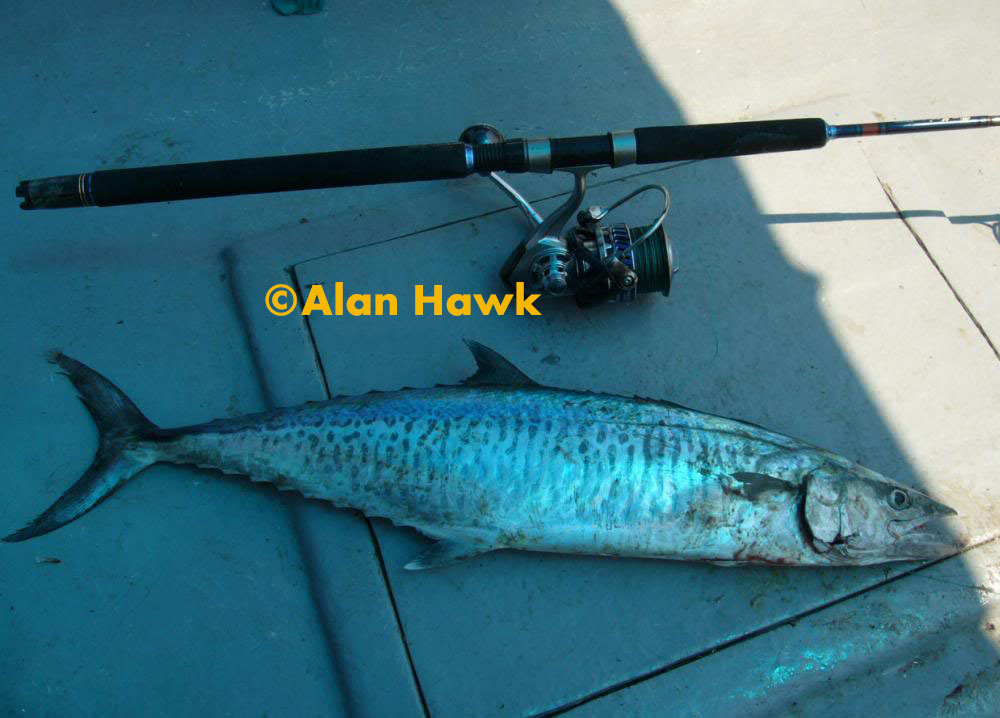 Daiwa Saltiga 4500H Model 2015  Best fishing rods, Fishing tackle bags,  Best portable air compressor