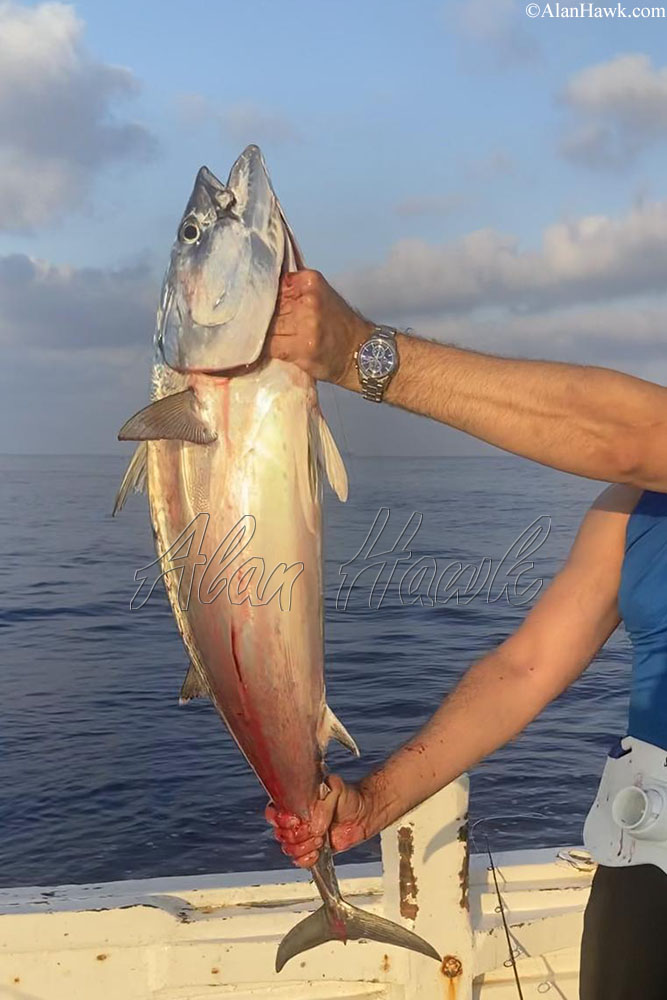 Okuma Tesoro Review - AlanHawk.com